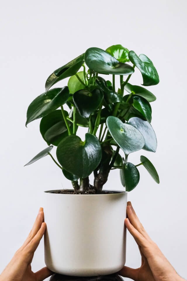 Can't Accept Hat - Image 2